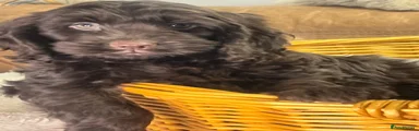 Cockapoo 3