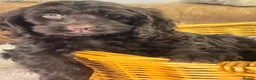 Cockapoo dogs for sale: Beautiful Litter Of Happiness  - Advert 5