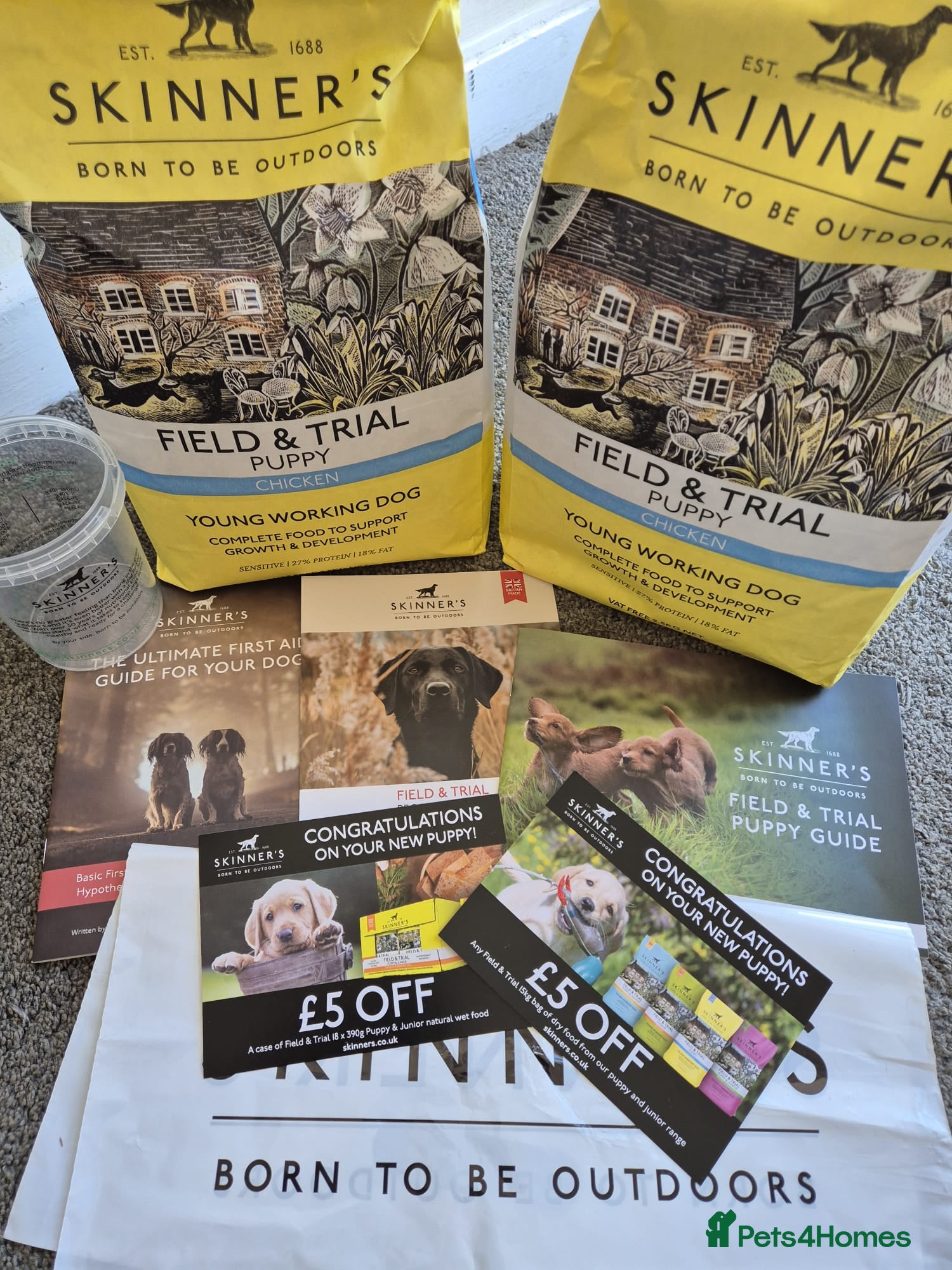 English Springer Spaniel dogs 6 gorgeous spaniel puppies for sale  - Advert 2