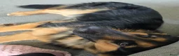 German Shepherd dogs for stud: Axel, German Shepherd🐾 - Advert 4