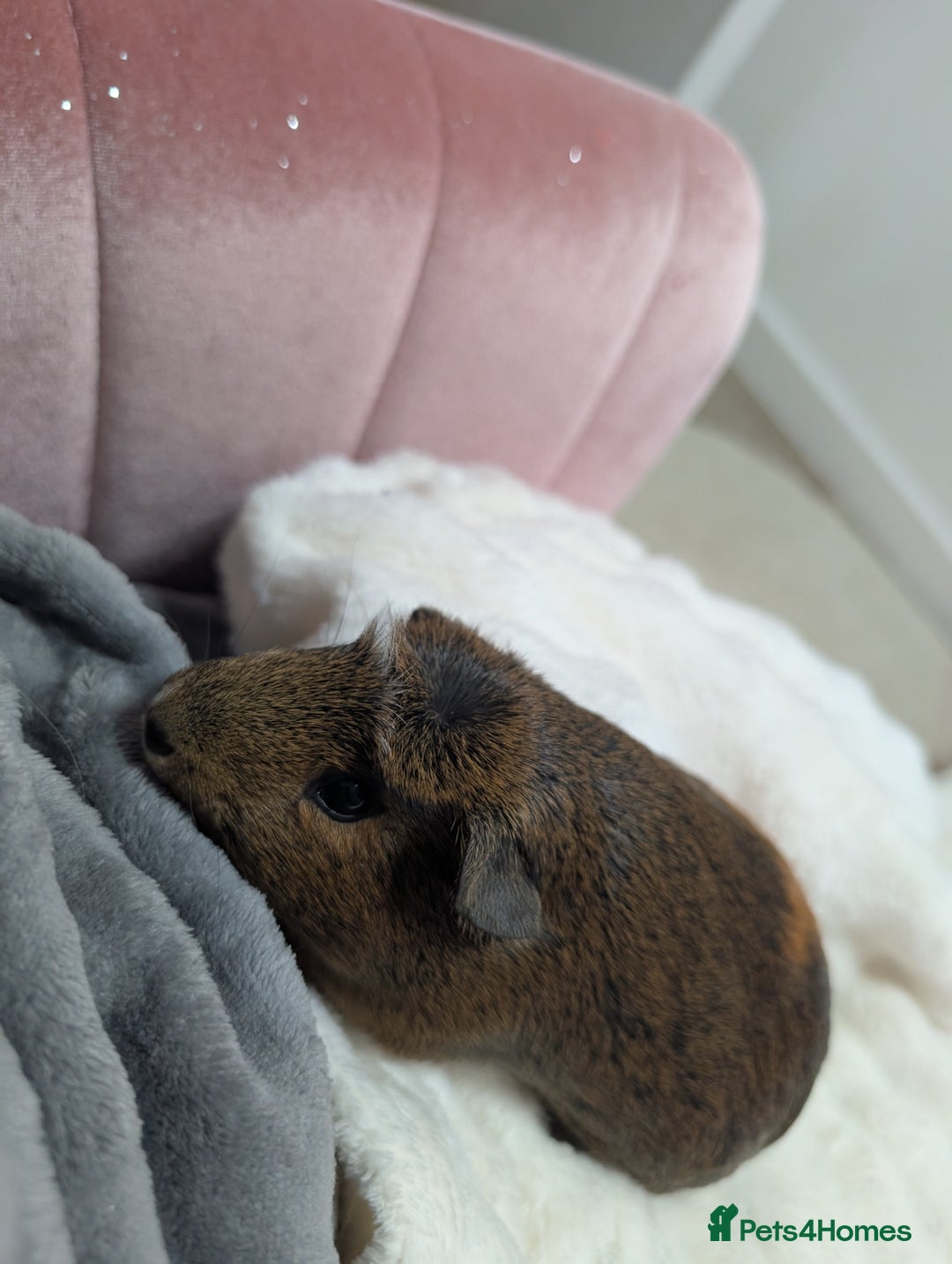 Guinea Pig rodents for sale: Two female guineapigs for rehoming - Image 3