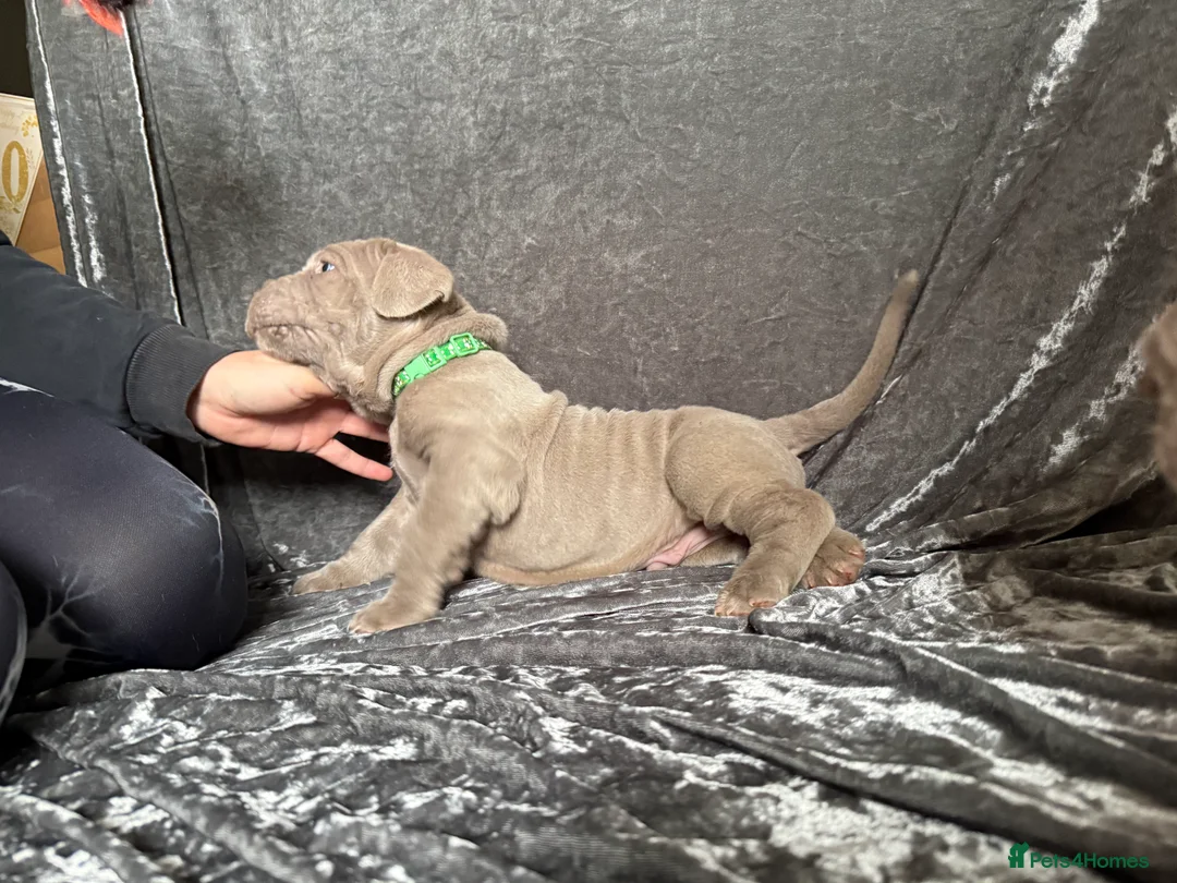 Mixed Breed dogs for sale: 🐾 Neapolitan Mastiff x Cane Corso🐾 - Advert 8
