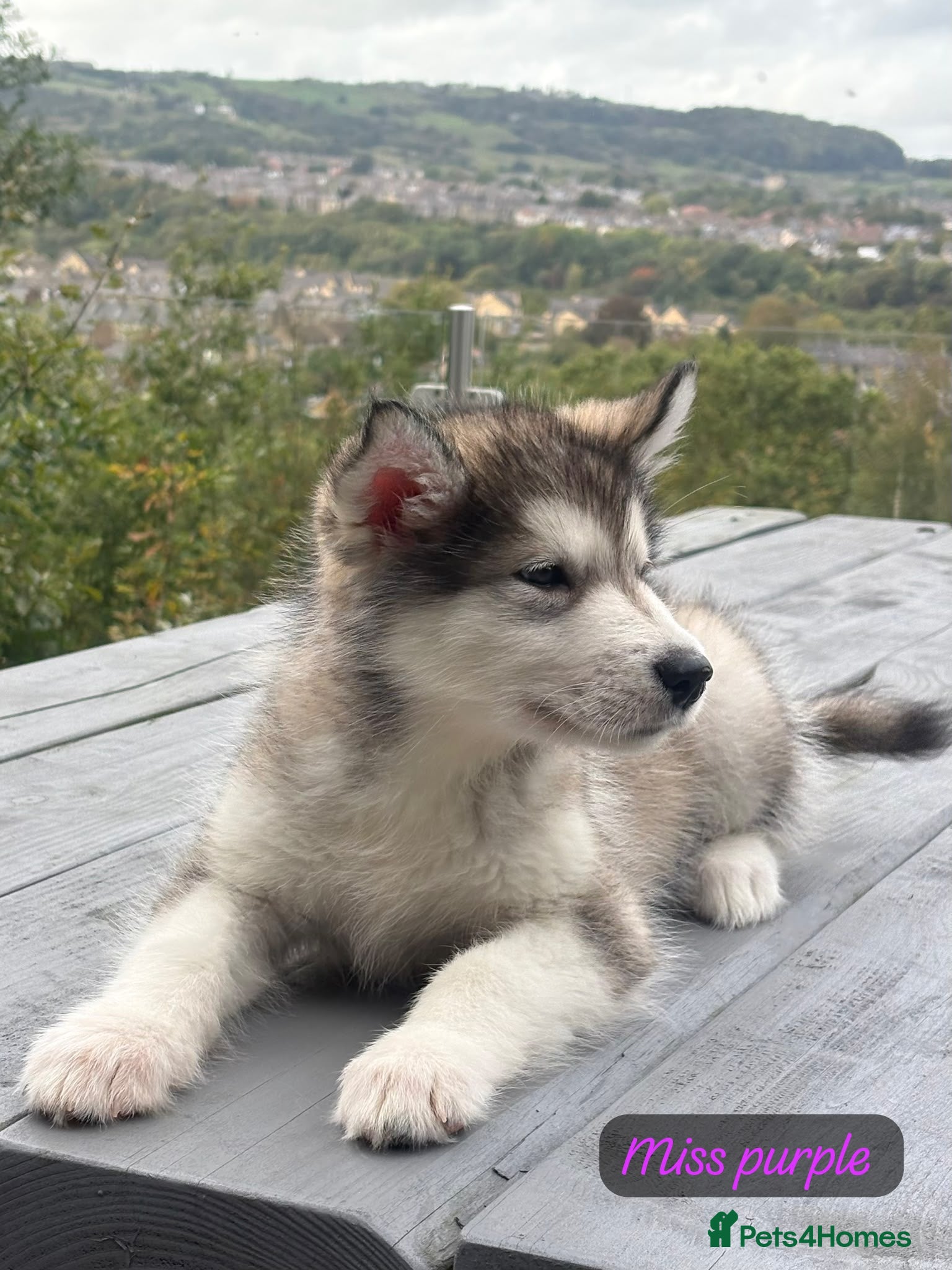 Alaskan Malamute dogs Champion Line KC Reg Alaskan Malamute Puppies - Advert 1