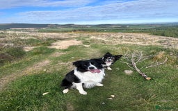 Border Collie dogs for stud: Beautiful Border Collie for Stud - Image 6