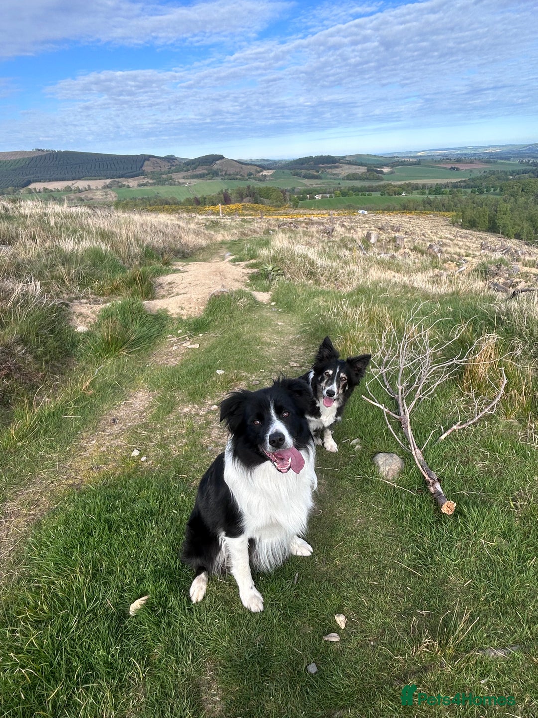 Border Collie dogs for stud: Beautiful Border Collie for Stud - Image 6