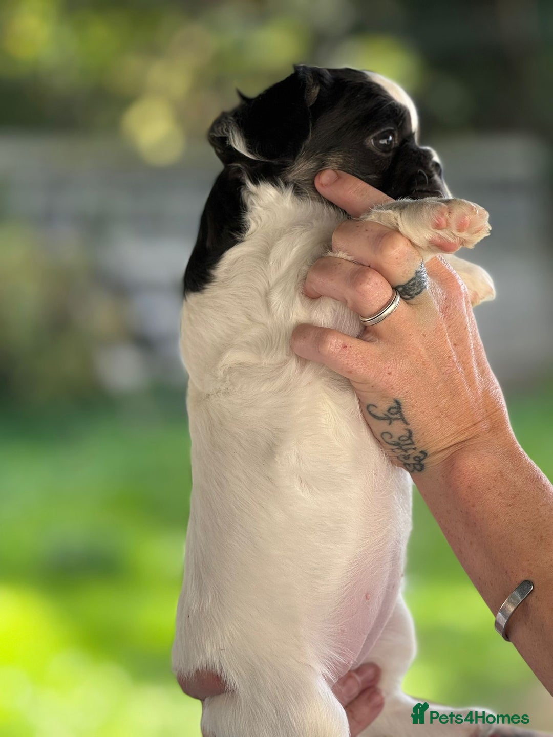 French Bulldog dogs for sale: Fluffy frenchie pups  - Image 16