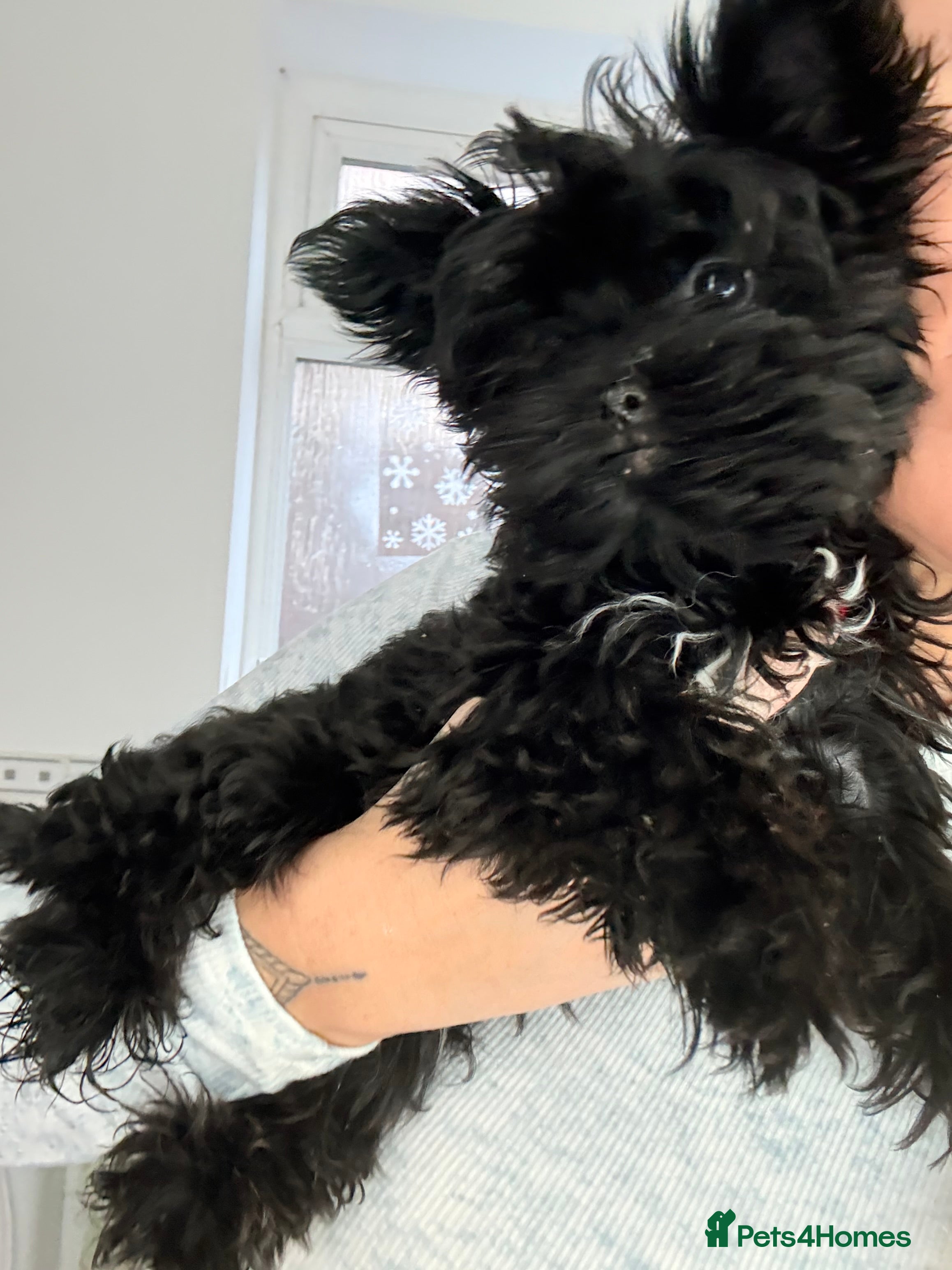 Yorkshire Terrier dogs 🖤Beautiful girl  ready to leave 🖤 - Advert 4