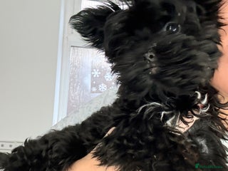 Yorkshire Terrier dogs 🖤Beautiful girl ready to leave 🖤 - Advert 4