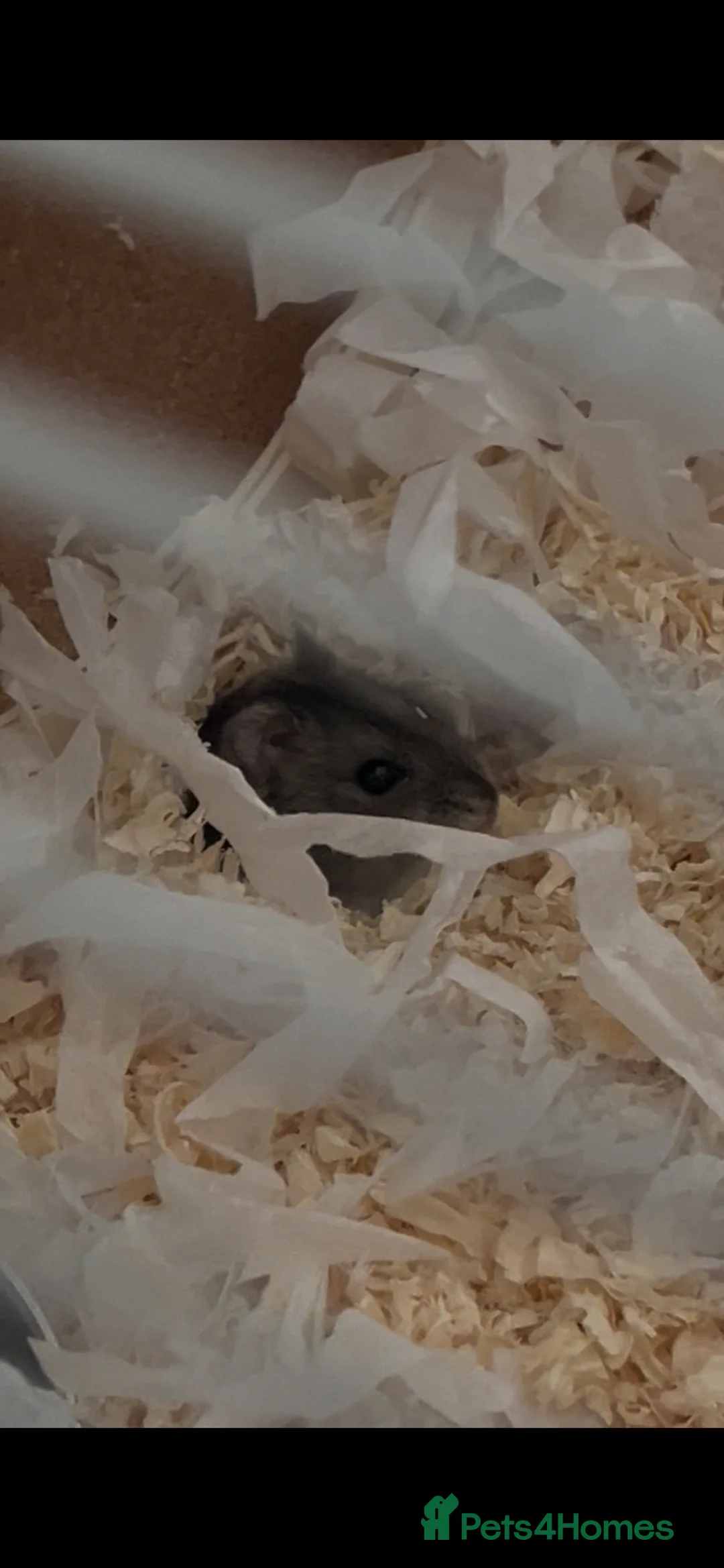 Hamster rodents for sale: Hamster and set up in Wrexham - Advert 3