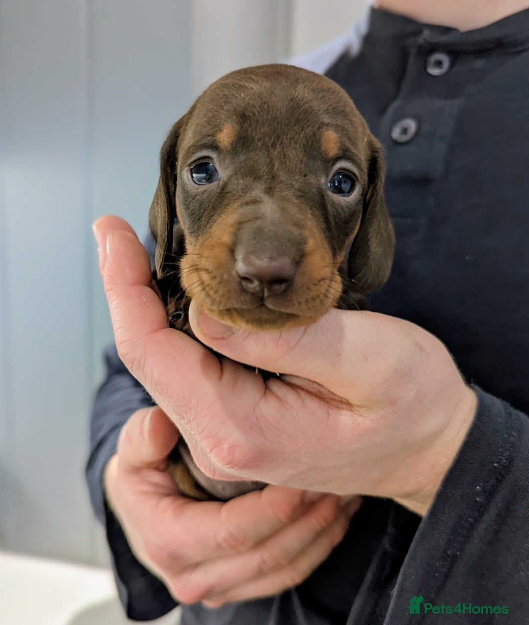 Miniature Dachshund dogs for sale: Gorgeous miniature dachshund puppies - Advert 7