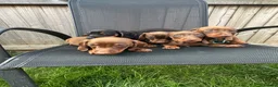 Miniature Dachshund dogs for sale: Beautiful dachshund puppy ready to leave  in Accrington - Advert 5