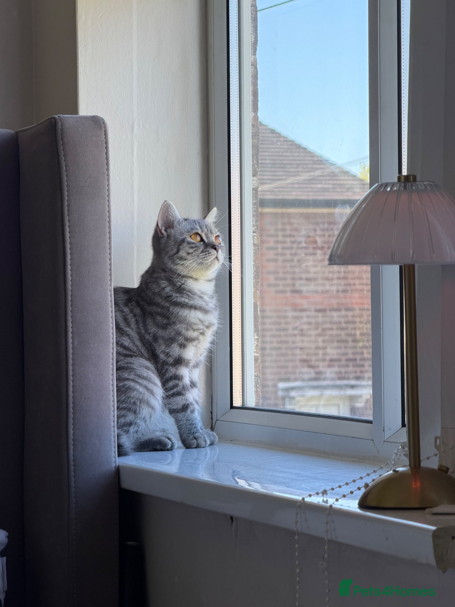 British Shorthair cats British shorthair  - Advert 13