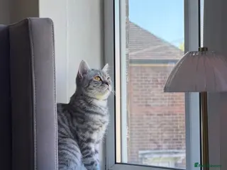 British Shorthair cats British shorthair - Advert 1