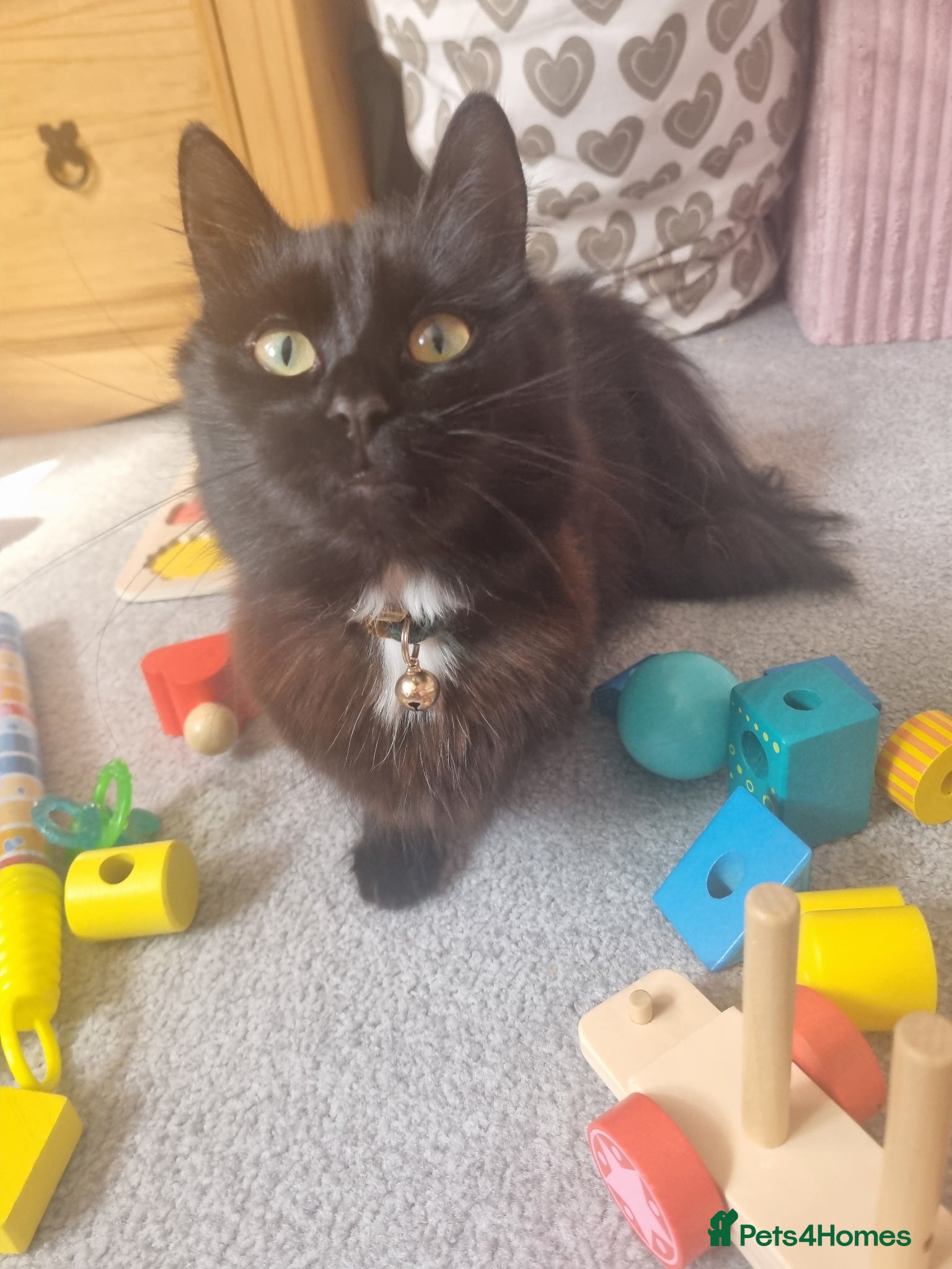 Mixed Breed cats Longhair black cat - Advert 1