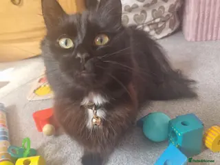 Mixed Breed cats Longhair black cat - Advert 1