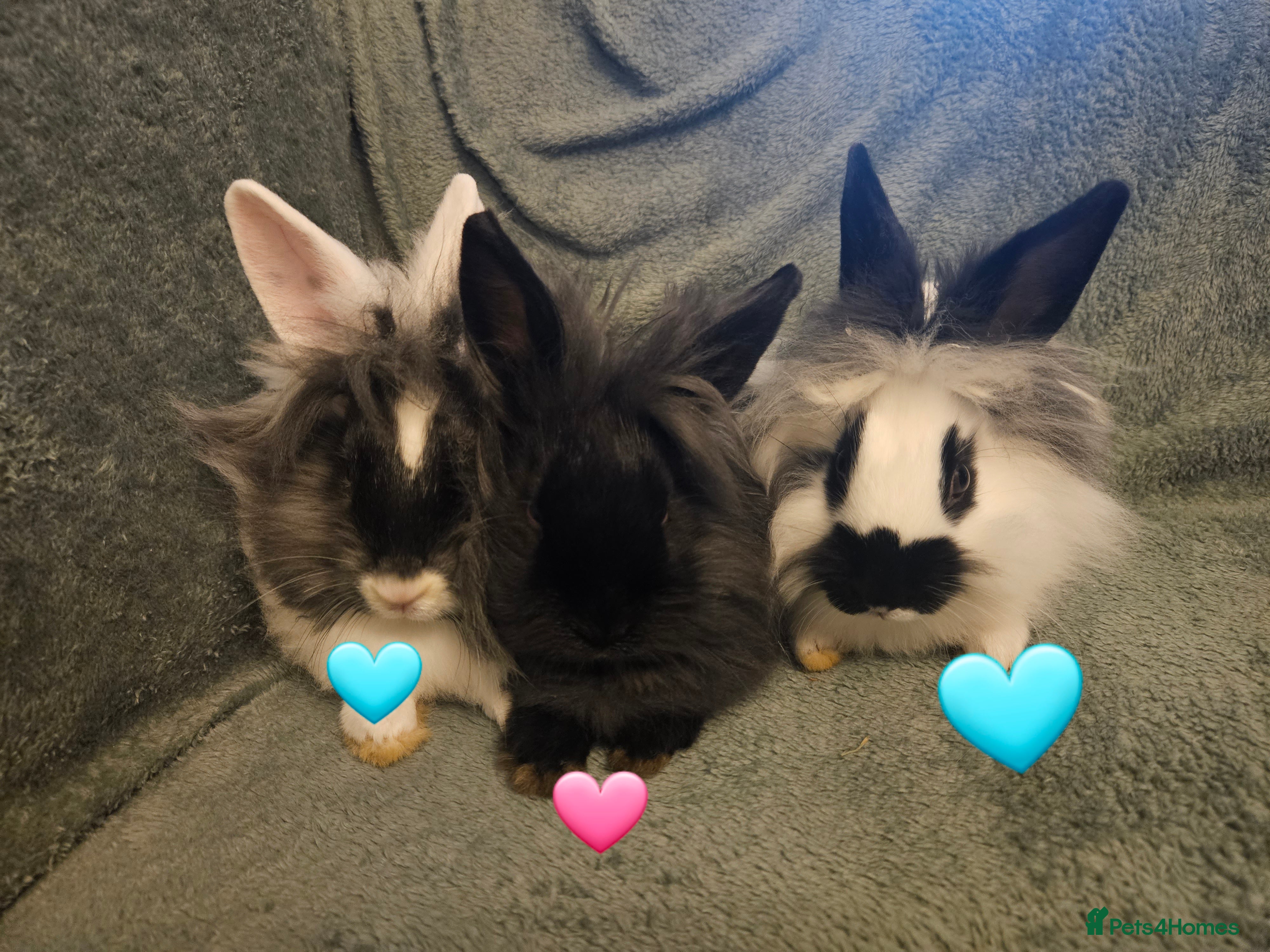 Lionhead rabbits Pure Lion head Rabbits 14 weeks last 3 left - Advert 13