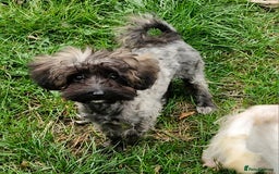 Maltipoo dogs for sale: Very Small Maltipoo Girl Puppy - Image 4