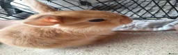 Mini Lop rabbits for sale: Baby Bunnies - very tame! in Malvern - Advert 8