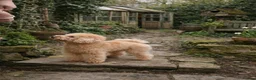 Cockapoo dogs for sale: F1bbb in Salisbury - Advert 2