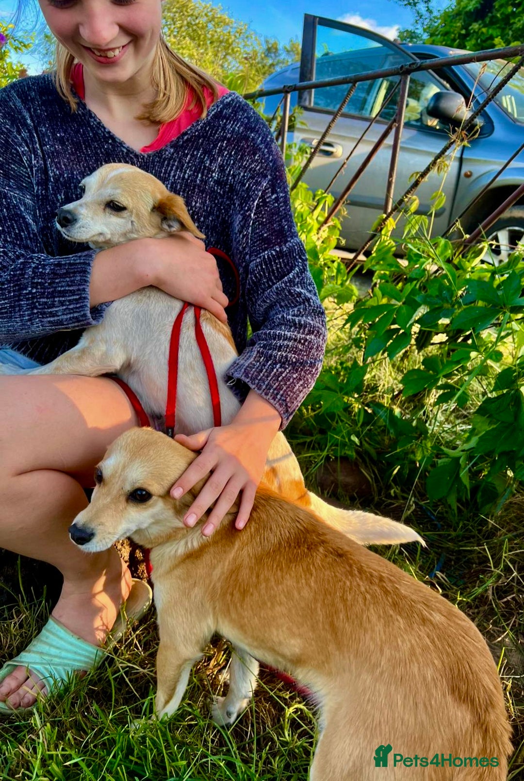 Miniature Pinscher dogs for adoption: Lisa’s Story: Saved Minutes Before Death - Image 3