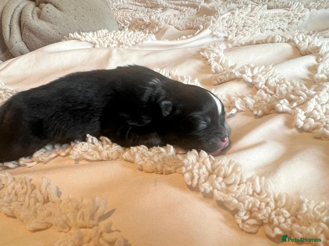 Pomeranian dogs for sale: 👑Perfect Pomeranian puppies 🐶  - Advert 2