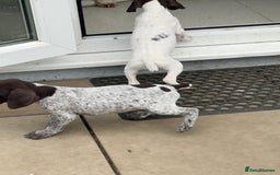 German Shorthaired Pointer dogs for sale: Gsp pups  - Image 4
