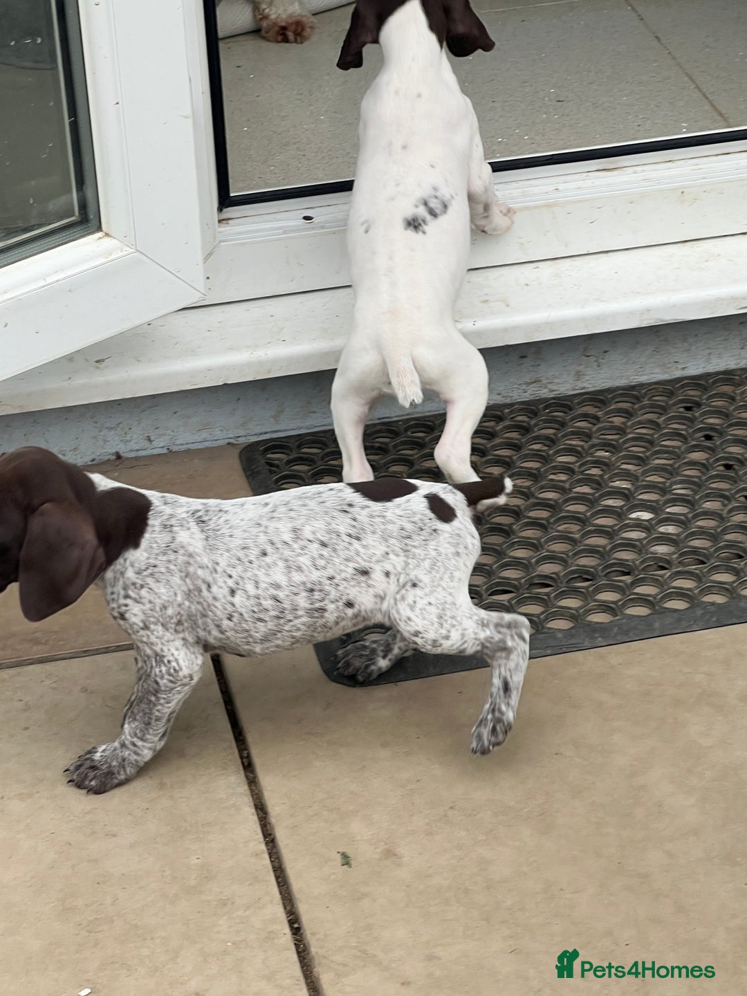 German Shorthaired Pointer dogs for sale: Gsp pups  - Image 4