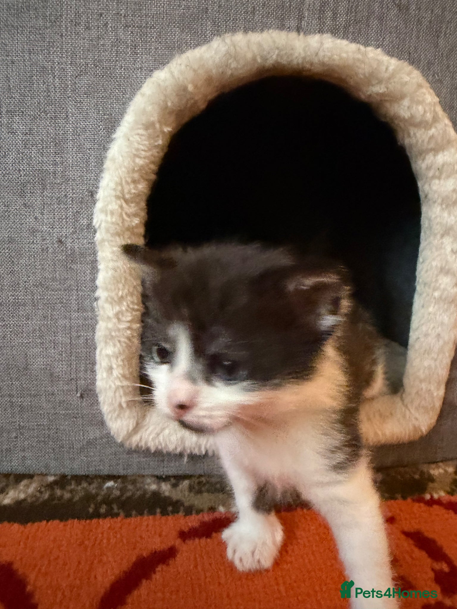 Mixed Breed cats for sale: Kittens for sale  - Advert 7