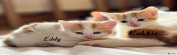 Domestic Shorthair cats for sale: Ginger & White Domestic Shorthair Kittens - Advert 5