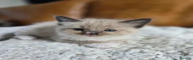 Ragdoll 3