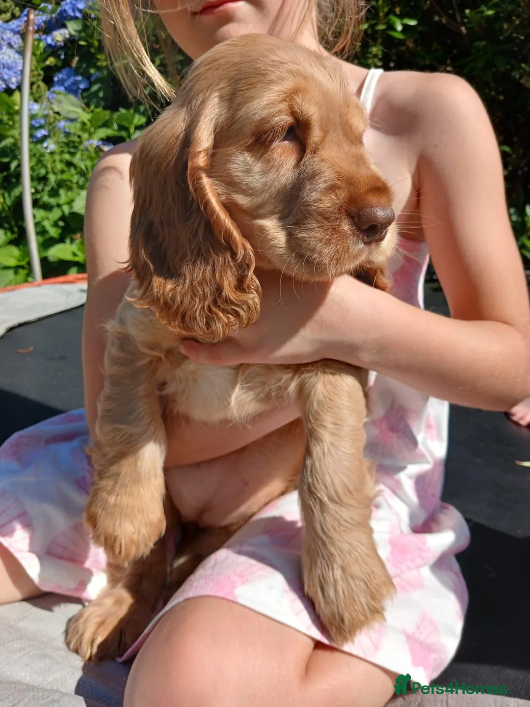 Cocker Spaniel dogs for sale: Cocker Spaniel Puppies in Liskeard - Advert 1