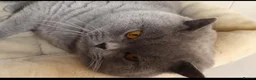 British Shorthair cats for stud: Stunning blue male - Advert 3