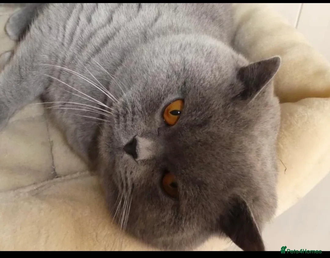 British Shorthair cats for stud: Stunning blue male - Advert 3