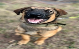 Mixed Breed dogs for sale: Belgian Malinois / Turkish Kangal / Cane Corso - Image 31