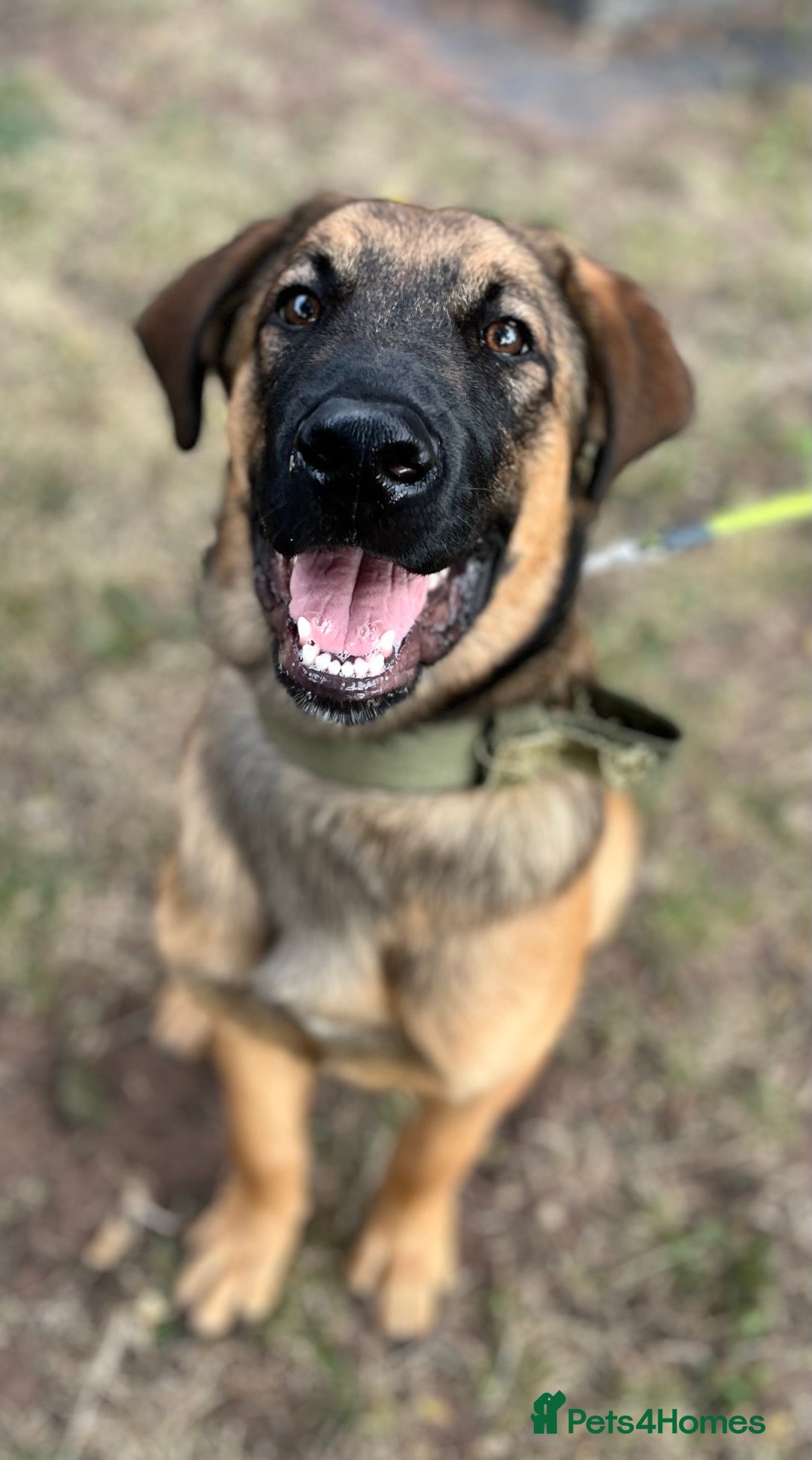 Mixed Breed dogs for sale: Belgian Malinois / Turkish Kangal / Cane Corso - Image 31