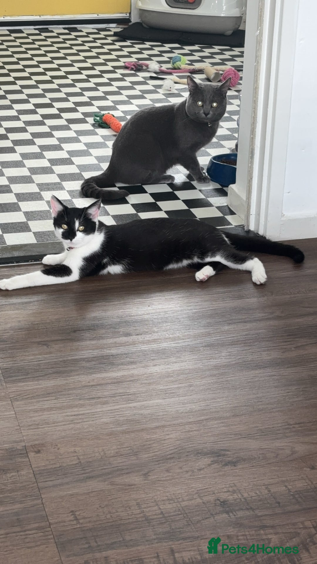 British Shorthair cats for sale: British shorthair & Domesticated shorthair  - Image 8