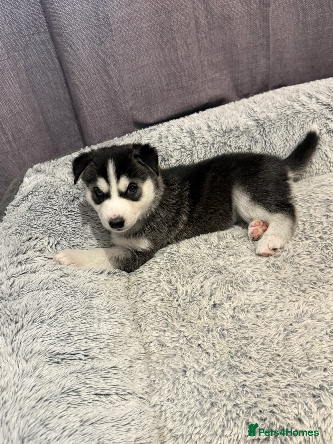Siberian Husky dogs for sale: Gorgeous, Healthy & Fully Insured Siberian puppies in Stanmore - Advert 28