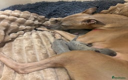 Whippet dogs for sale: Full whippet blue pups  - Advert 6