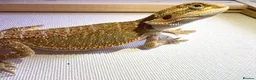 Bearded Dragon reptiles for sale: Stunning baby bearded dragons  - Advert 12
