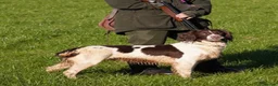 English Springer Spaniel dogs for sale: Beautiful Springer Spaniel Puppies For Sale  - Advert 22