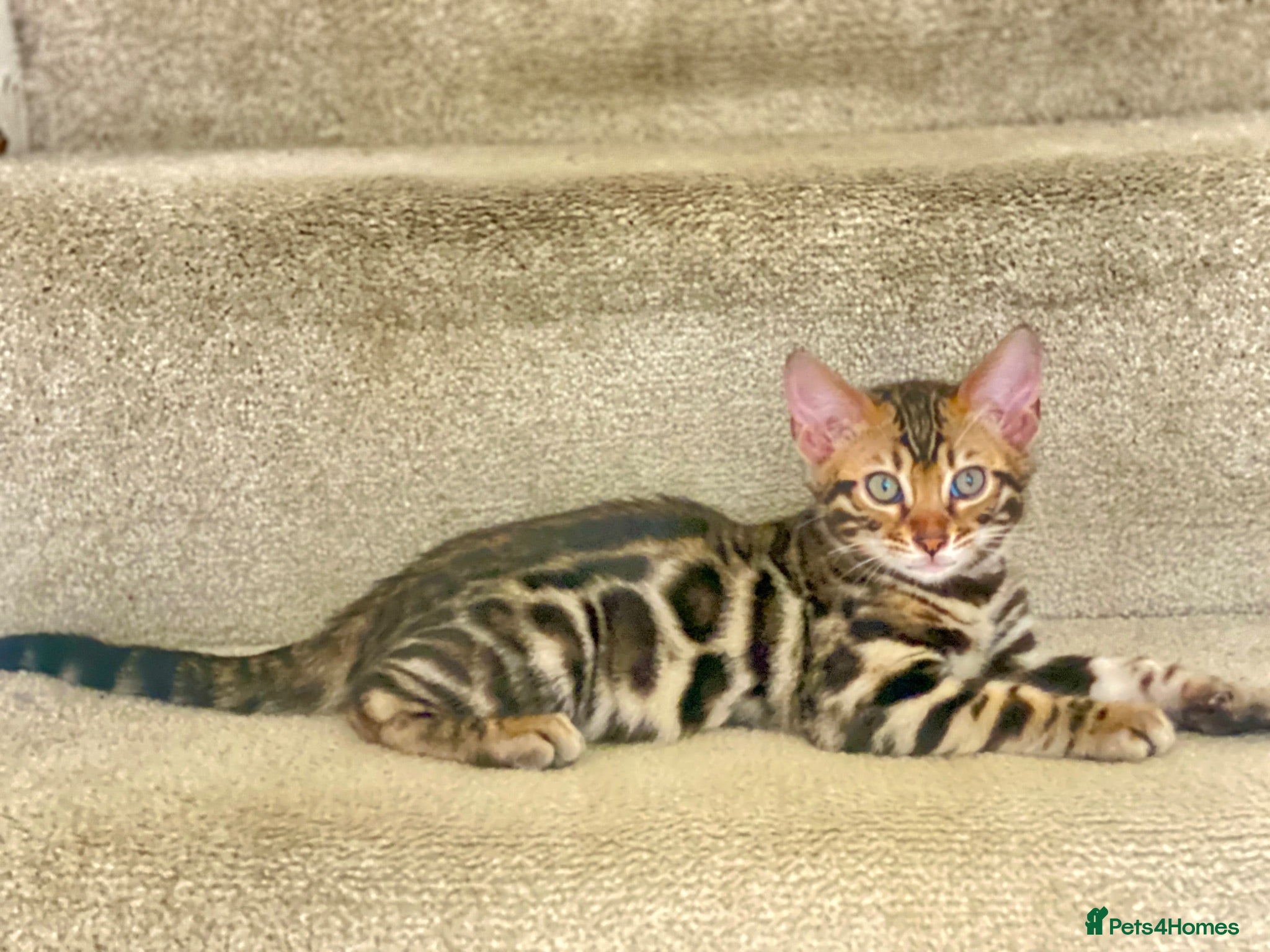 Bengal cats ✨✨ONLY 3 Boys 😻LEFT  - Advert 2