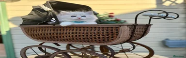 Ragdoll 4