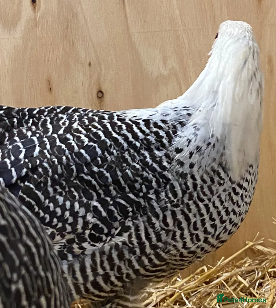 Chickens poultry for sale: Silver Campine  - Advert 2