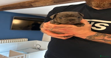 French Bulldog dogs - Advert 13