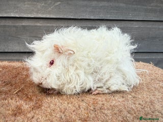 Guinea Pig rodents Boar pair - Black & Lunkarya - Advert 3