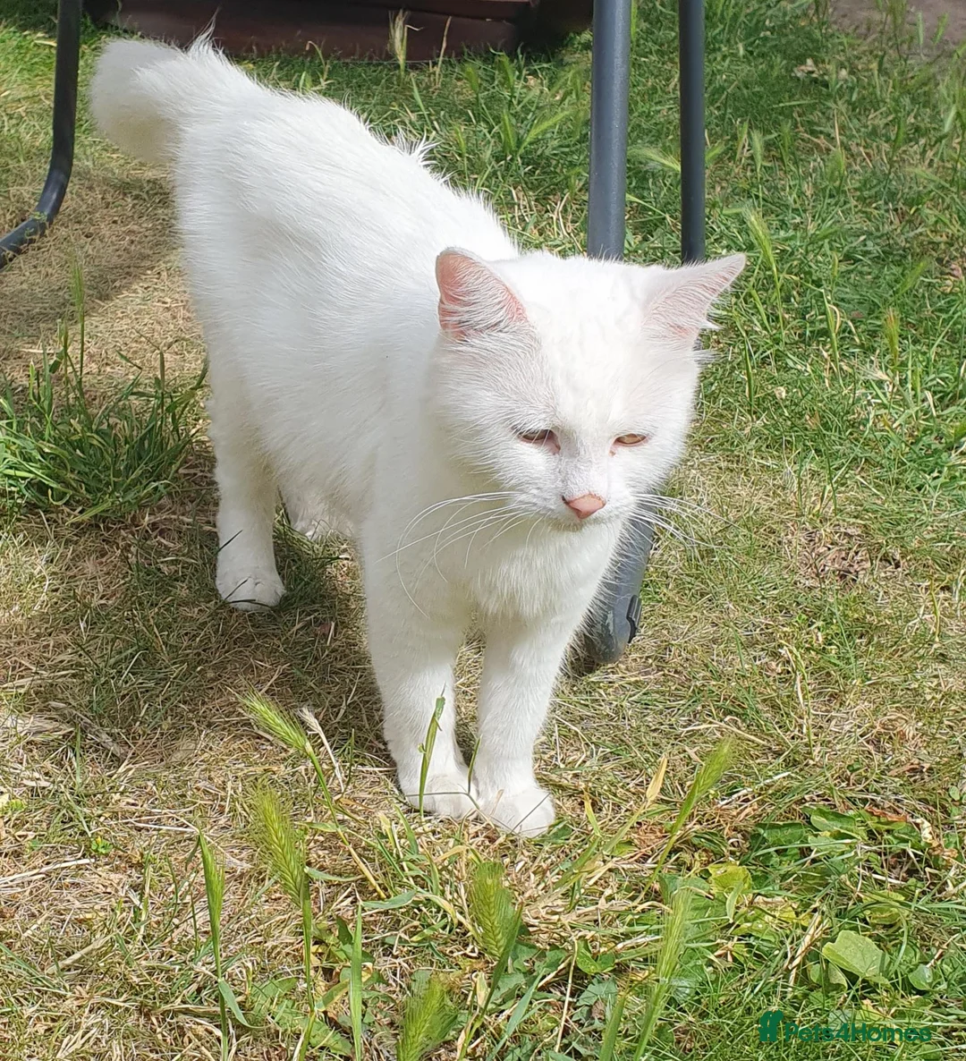 Turkish Angora cats for sale: 22 months old female turkish angora cat - Advert 3