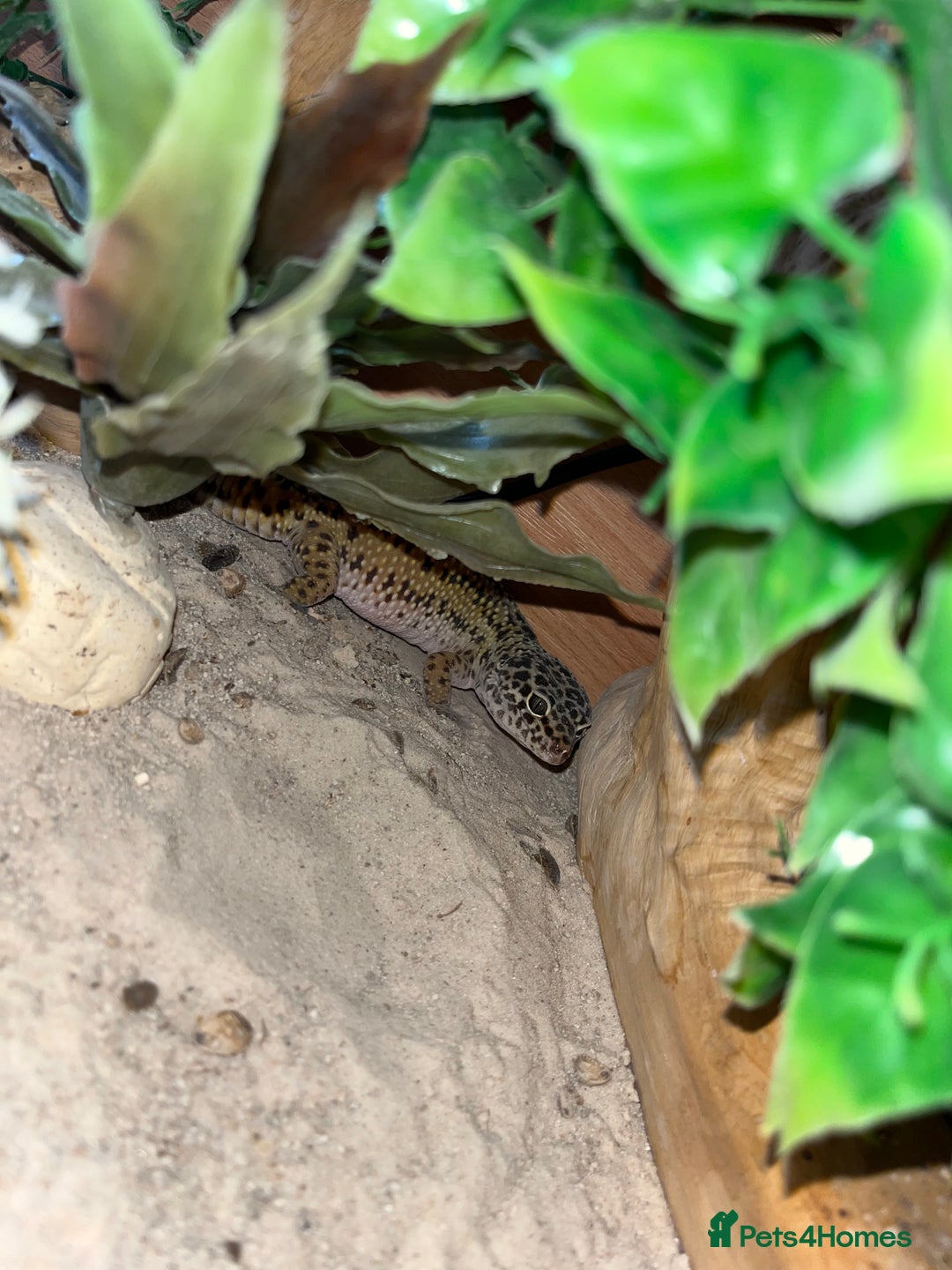 Snake reptiles for sale: Ball python / other - Advert 6