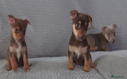 Jack Russell dogs for sale: Miniature jack Russell pups - Image 10