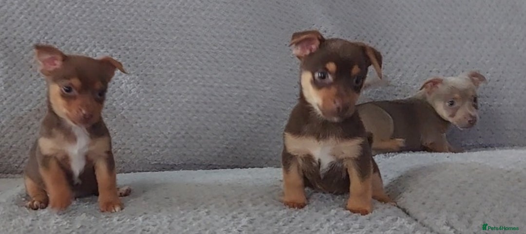 Jack Russell dogs for sale: Miniature jack Russell pups - Image 10