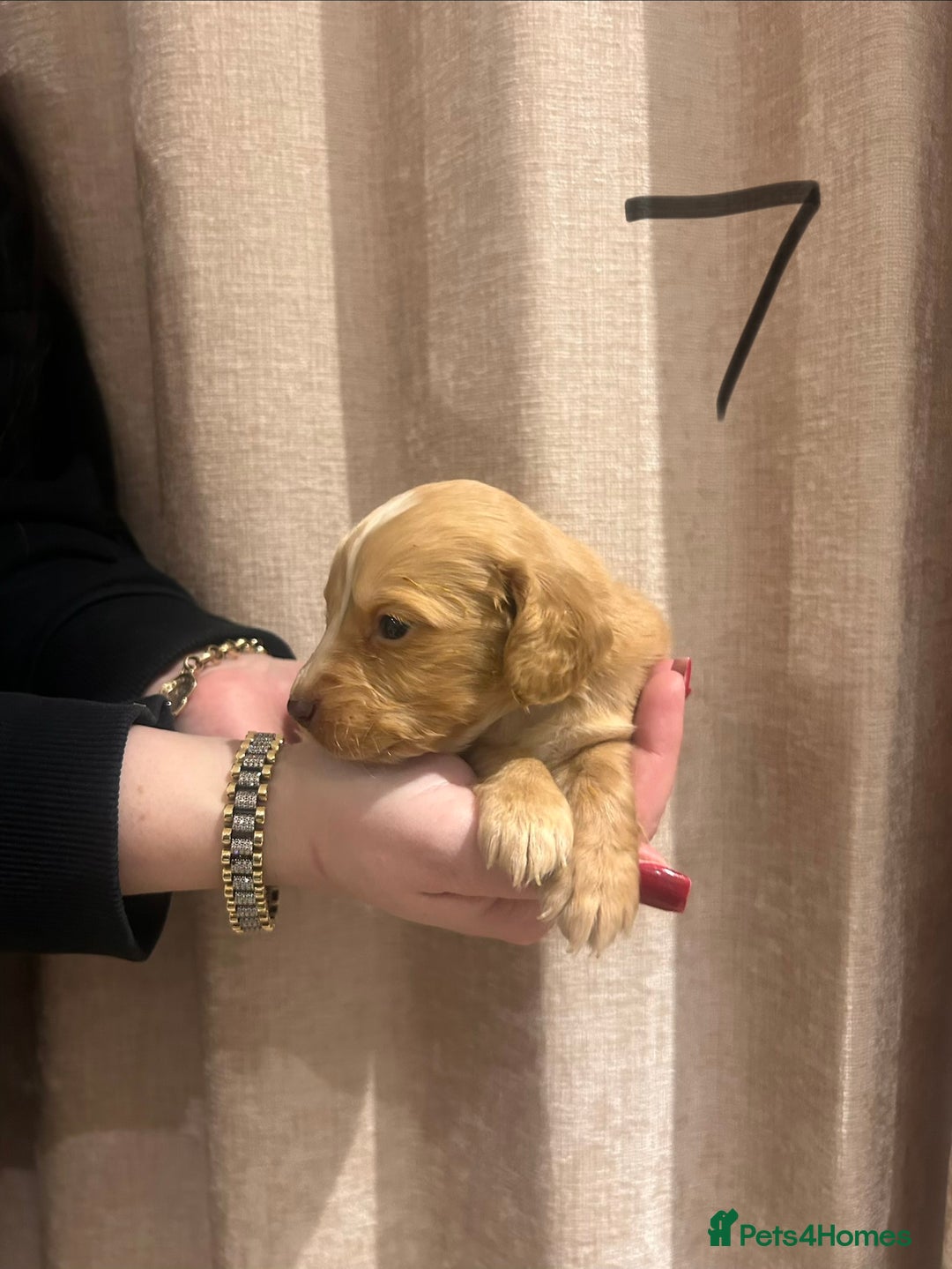 Cocker Spaniel dogs for sale: Cocker spaniel puppies - Advert 7